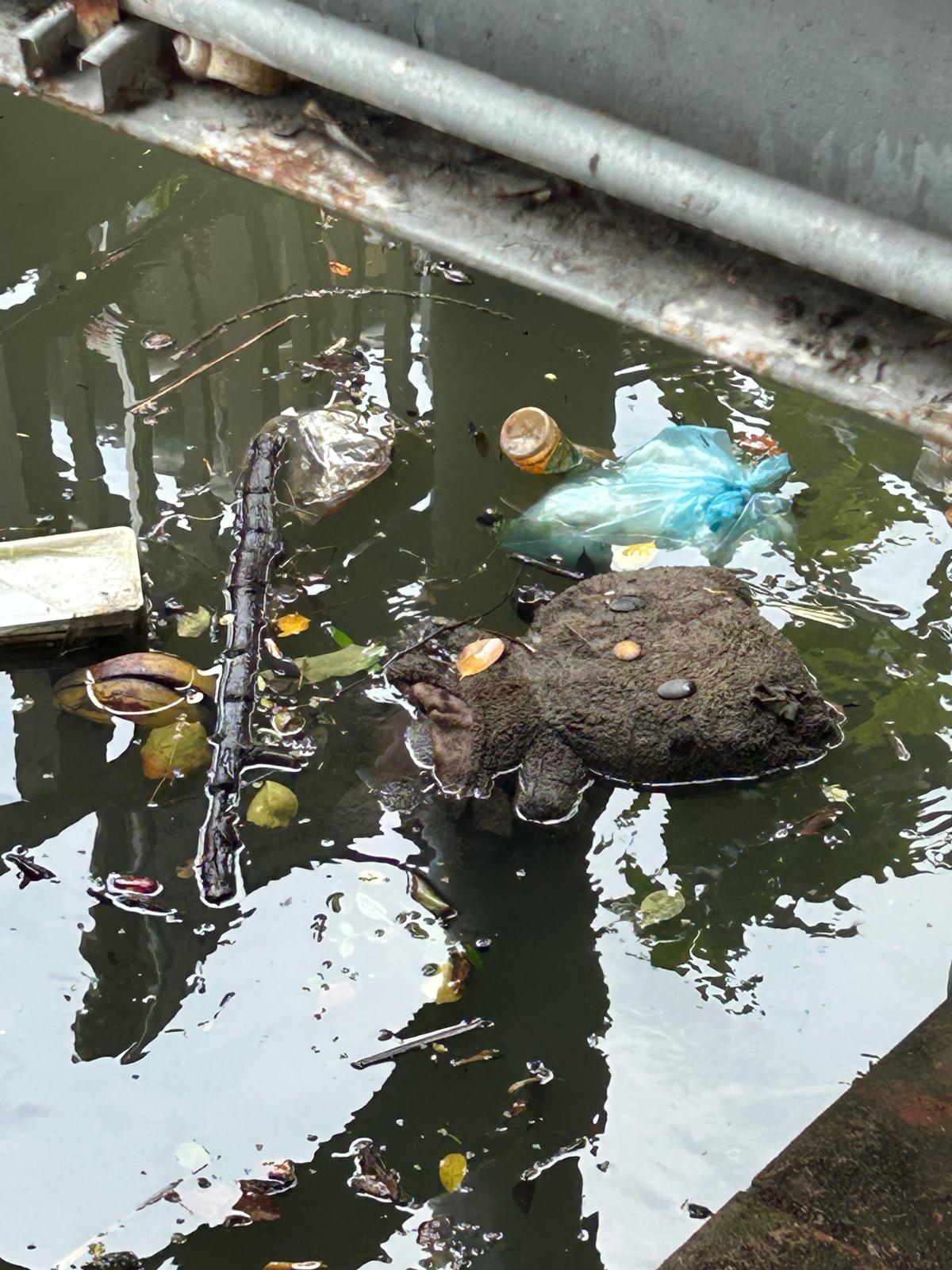 Pollution de l’eau : déchets flottants et faune urbaine — inspiration du projet Revenu Préservation